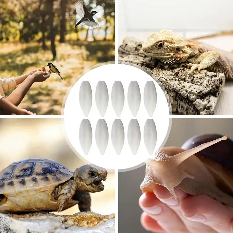 Bird Cuttlebone 10pcs