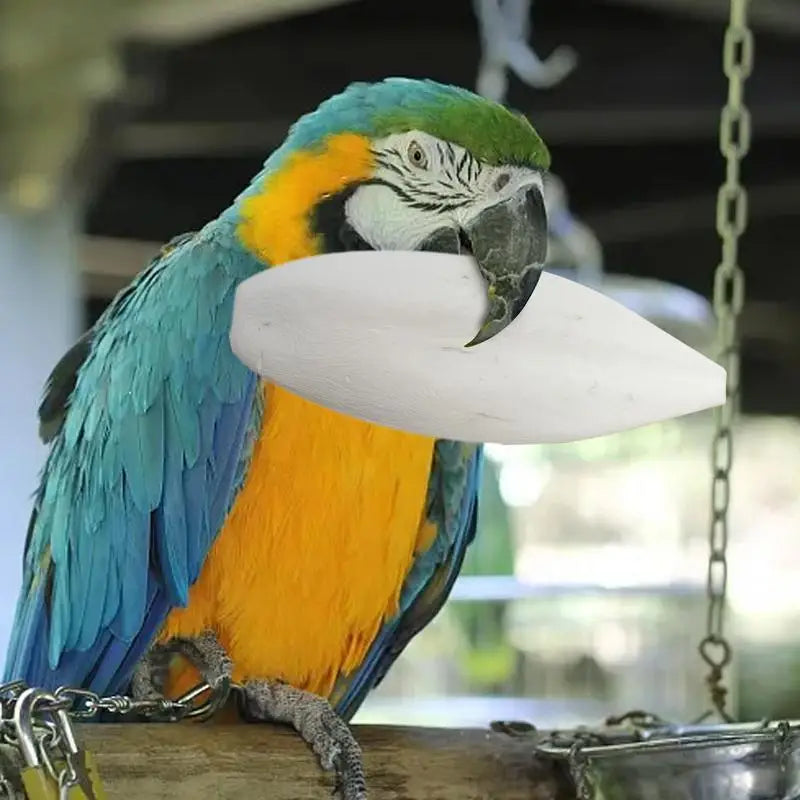 Bird Cuttlebone 10pcs